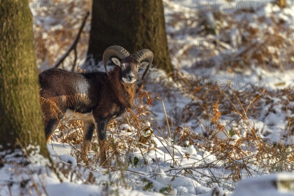 A young mouflon ram (Ovis gmelini) stands in the evening light in a snow-covered oak forest,