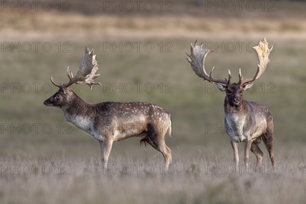 The fallow deer (Dama dama) seem to lose interest in each other, rut, deer rut, mating season,