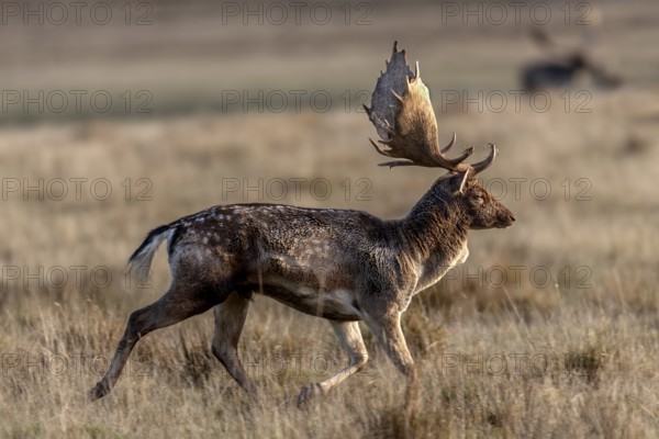 In the late morning, a fallow deer (Dama dama) leaves the rutting ground, rut, rutting season,