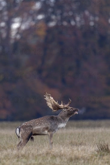 Slight respiratory mist forms in front of the hind's ear of the roaring fallow deer (Dama dama),