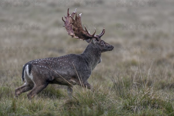 The fallow deer (Dama dama) moves purposefully to the rutting ground, rutting, deer rutting, mating