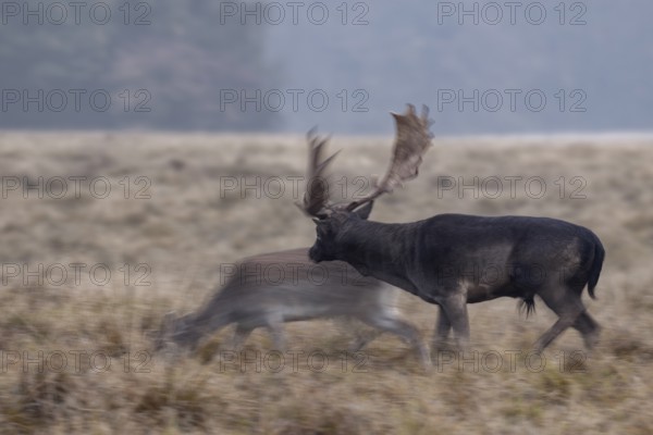 A fallow deer (Dama dama) has approached a black fallow deer and is received with interest, rut,