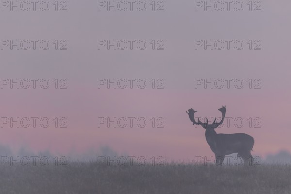 A fallow deer (Dama dama) against the red morning sky heralds a beautiful day, but a few minutes