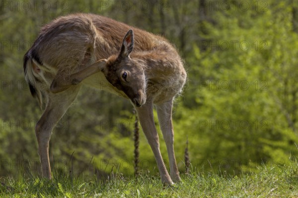 On this day I could not have guessed that I would encounter the fallow deer calf (Dama dama) again