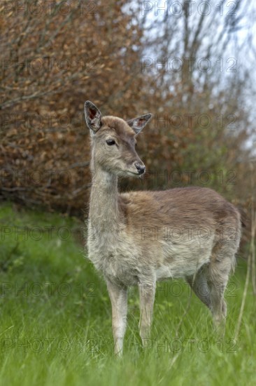 We can only hope that the familiar behaviour of the fallow deer calf (Dama dama) has no negative