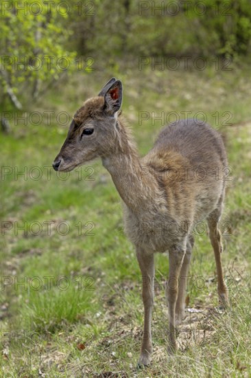 The fallow deer calf (Dama dama) survived the winter without its mother and we are growing hopeful