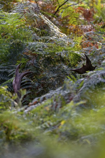 The fallow deer (Dama dama) stands motionless in the man-high bracken and only with a lot of