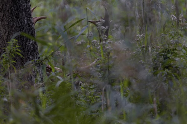 As dusk falls, the fallow deer (Dama dama) becomes active and observes its surroundings from cover