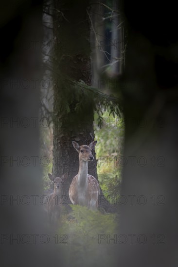 Half an hour to an hour after birth, the fallow deer calf (Dama dama) is suckled by its mother for