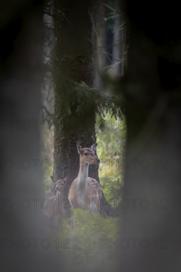 After birth, the calf is licked dry by the dama dama, which creates a close bond between mother and