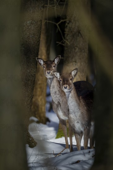 Two damas (Dama dama) are looking attentively out of the wintry spruce forest, winter, snow,