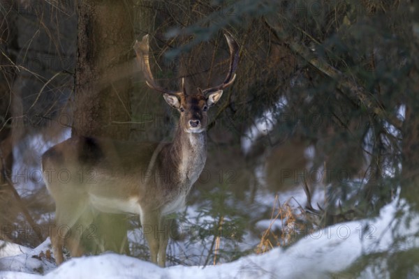 The last rays of the winter sun hit a fallow deer (Dama dama) in the winter forest, winter, snow,
