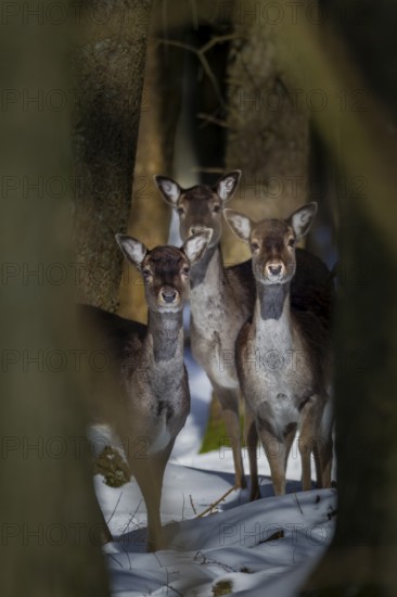 Three damas (Dama dama) are looking attentively out of the wintry spruce forest, winter, snow,