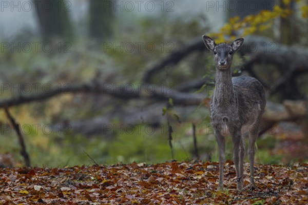 On 9 November 2012, I meet the fallow deer calf (Dama dama) adopted by a herd of cows in 2011 for