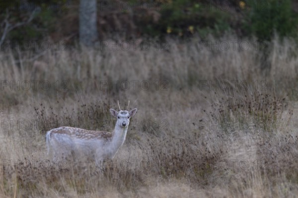 A Swedish fallow deer (Dama dama) enters a forest clearing in the evening, Sweden