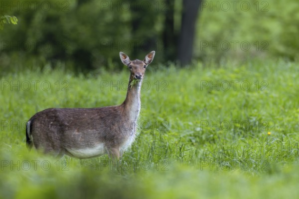 In a few days, the heavily pregnant dama (Dama dama) will give birth to a calf, pregnant, birth,
