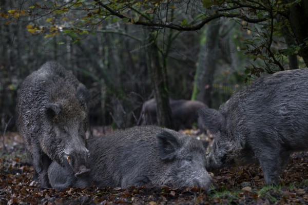 It is mating season for wild boar (Sus scrofa) and the boar dares to make an approach to a resting