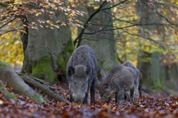 Wild boar (Sus scrofa) and fishlings foraging, autumn, Germany