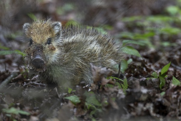 The fact that the wild boar (Sus scrofa) uses almost its entire head when digging in the ground is