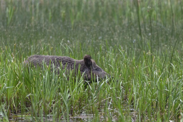 Wild boar (Sus scrofa) foraging in reeds, Germany