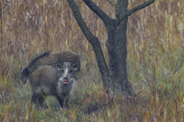 The coat colour of the wild boar (Sus scrofa) is usually dark brown to blackish, but other morphs