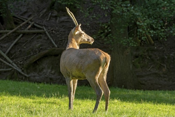 Juvenile red deer (Cervus elaphus), standing after a mud bath, wallow, on a meadow in a forest