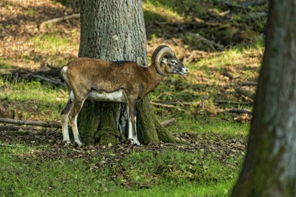 European mouflon (Ovis gmelini musimon) in the forest, evening light, Vogelsberg, Büdingen Wildlife