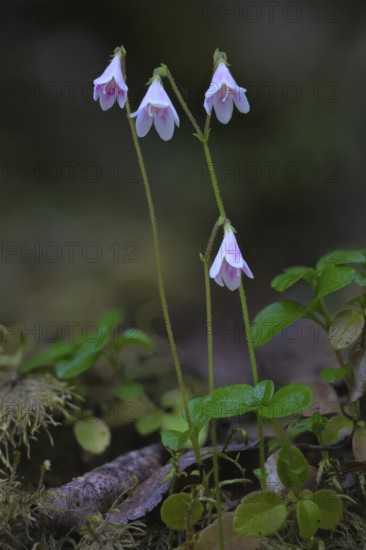 Pink-coloured moss bell (Linnea borealis L.) with green foliage in natural surroundings, standing