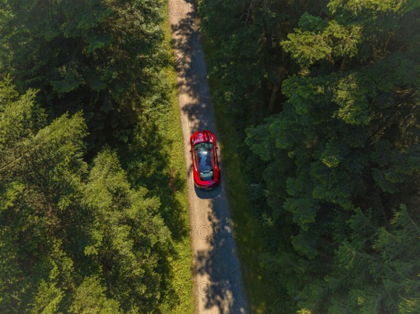 Red car driving on a narrow road through a dense forest in sunny weather, Porsche Taycan, Deer