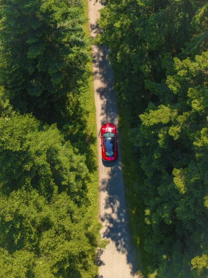 Red car on a narrow path surrounded by thick green forest in sunlight, Porsche Taycan, Deer
