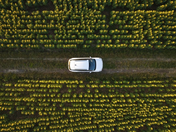 Aerial view of a car on a path through an ordered sunflower field, VW ID4 electric car, Deer