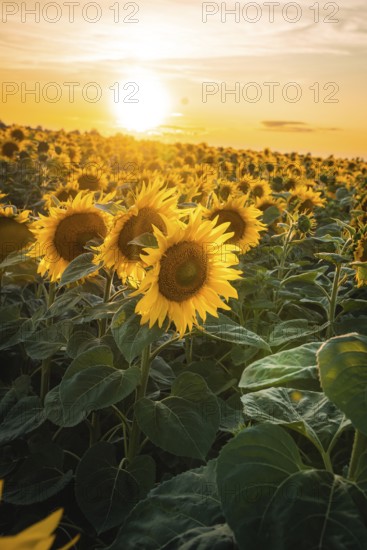 Blooming sunflower field under a golden sunset sky, VW ID4 electric car, deer car sharing, Calw,