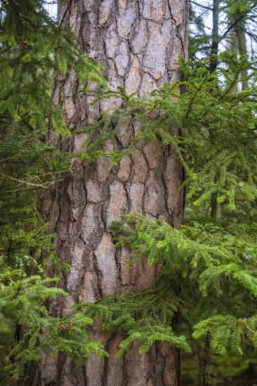 A tree trunk with scaly bark in a wooded area, Unterhaugstett, Calw district, Germany