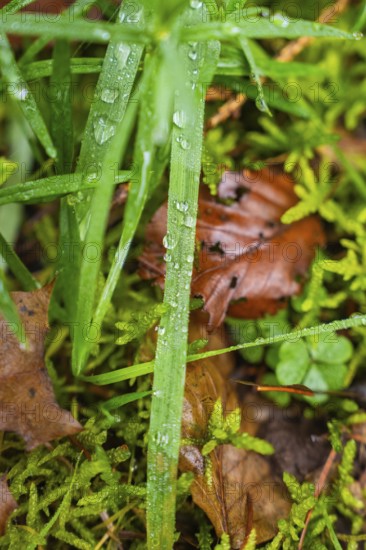 Dew drops on blades of grass and leaves in a wooded area, Unterhaugstett, Calw district, Germany