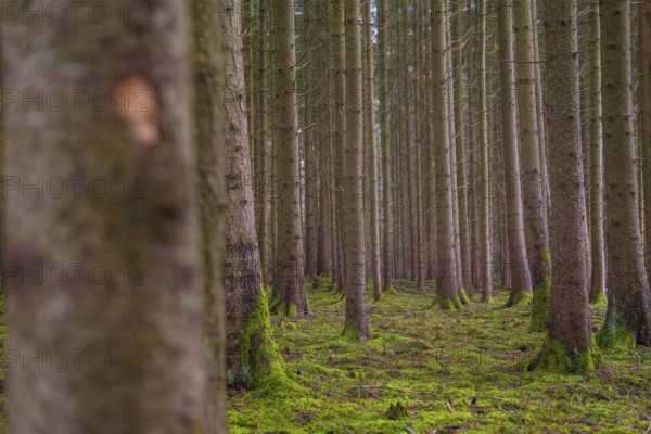 Deep perspective of a forest with tall trees and moss soil, Unterhaugstett, Calw district, Germany