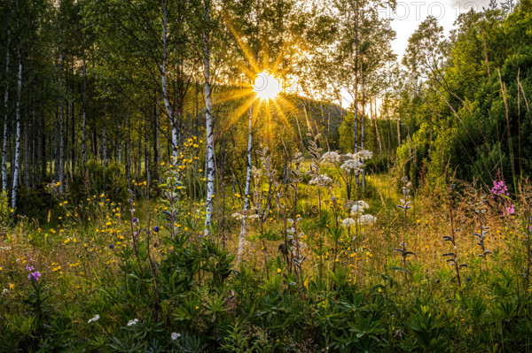 A peaceful forest in summer illuminated by the warm rays of the setting sun, Östana, Värmland,