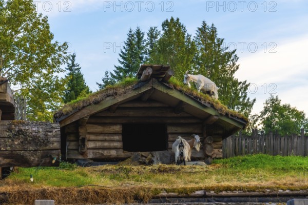 Two goats are standing near a small wooden hut with a green roof, one goat grazing on the roof and