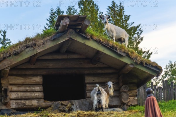 Domestic goats explore a traditional sod roofed wooden structure in qualicum beach, vancouver