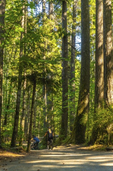 Two cyclists riding along a scenic path through the lush green forest of englishman river falls