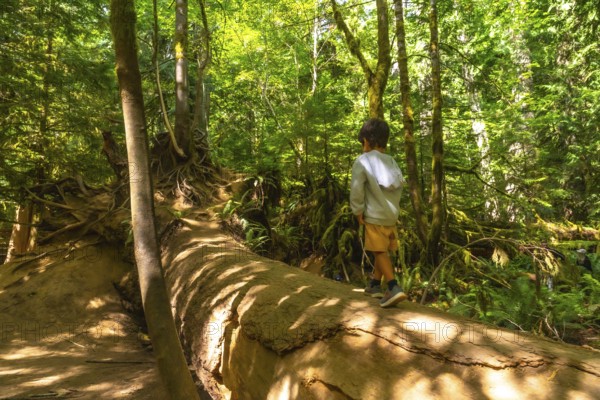 Young boy exploring the lush rainforest, walking along a giant fallen log surrounded by towering
