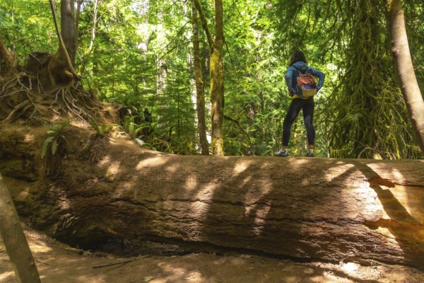 Female hiker standing on a massive fallen tree trunk. Admiring the towering trees and lush greenery