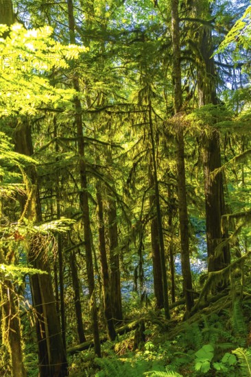 Sunlight filtering through the dense forest canopy illuminates moss covered trees and ferns along