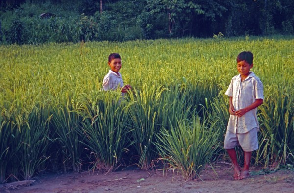 Boys in a cornfield near Iquitos, Peru, South America, September 1997, vintage, retro, old,