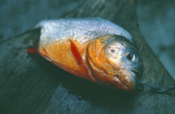 Dead piranha, Amazon region near Iquitos, Peru, South America, September 1997, vintage, retro, old,
