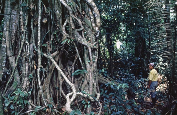 Roots, jungle, man, Amazon region near Iquitos, Peru, South America, September 1997, vintage,