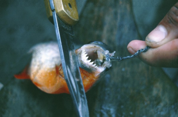 A piranha caught at Iquitos shows his teeth, Amazon region, Peru, South America, September 1997,