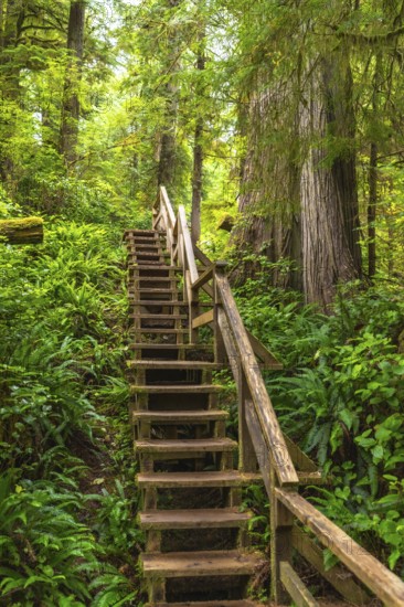 Wooden staircase winding its way up through a vibrant rainforest, showcasing the natural beauty and