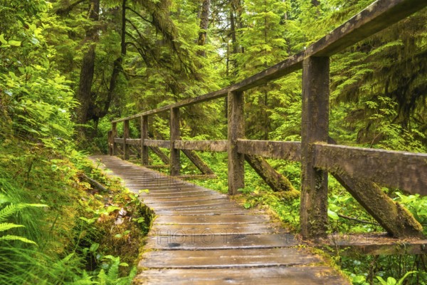 Winding wooden path meanders through the lush green rainforest of ucluelet, british columbia,