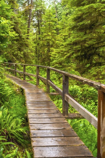 Winding through a vibrant green rainforest in ucluelet, a wet wooden boardwalk highlights the