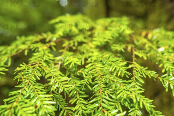 Close up of western hemlock branches displaying vibrant green needles, capturing the essence of a